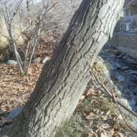 فروش چوب گردو و گیلاس