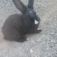 خرگوش