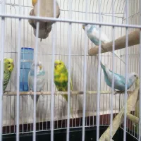 فروش 3 عدد مرغ عشق