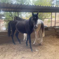 کره نریون یک سر - پسر احزار