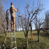 استخدام یک نفر جهت هرس درخت در اسلامشهر