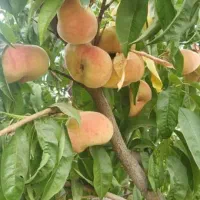 باغ در سه راهی یامچی به متراژ ۱۱۷۰۰|فروش زمین و ملک کلنگی|یامچی, |دیوار