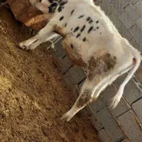 گوساله نر فروشی