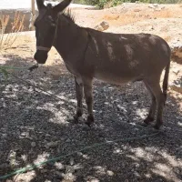 یک راس الاغ نر جوان|حیوانات مزرعه|لوداب, |دیوار