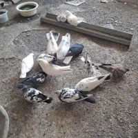 پرنده