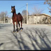 مادیون.کره نریون 20ماهه. اسب