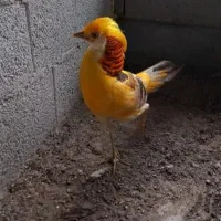 فروش طاووس بالغ وجوجه|پرنده|رشت, گلباغ نماز|دیوار