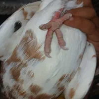 کبوتر یال گلدار