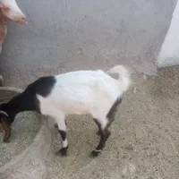 بز و کهره|حیوانات مزرعه|لامرد, |دیوار