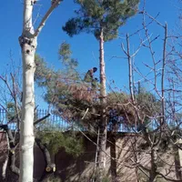 باغبانی هرس گل و نهال کاری جابجایی نهال درخت|خدمات باغبانی و درختکاری|مشهد, توس (بلوار توس)|دیوار