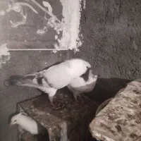 عروسک  طرح کفتر