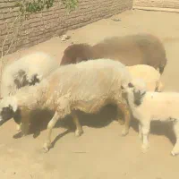 گوسفند مطفل