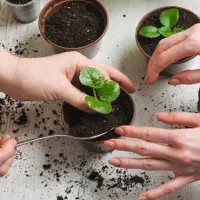 ویزیت گل و گیاه در منزل پیگیری تا رفع مشکل|خدمات باغبانی و درختکاری|ملکان, |دیوار