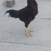 یک عدد خروس لاری افغان