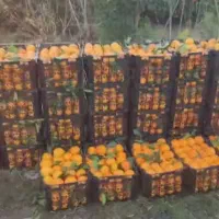 پرتقال نارنگی ژاپنی محلی|خوردنی و آشامیدنی|ساری, |دیوار