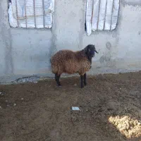 بره هترو ۹ ماهه