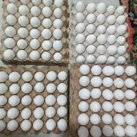 تخم مرغ روز از مرغ داری کیلویی ۸۰تومن