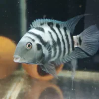 جفت مولد سیچلاید گورخری|ماهی|خوی, |دیوار