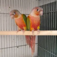 گرینچیک دبل اکستریم رد مولد
