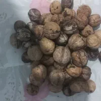 گردودرجه۱امسالی تازه بدون یک دونه کهنه ای|خوردنی و آشامیدنی|نیشابور, شهرک جانبازان|دیوار