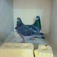 کبوتر پلاکی