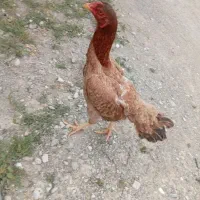 مرغ لاری اصل