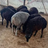 بره نر سیاه کبود کشتاری(گوسفند بز میش قوچ)