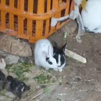 خرگوش