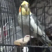 پرنده عروس هلندی|پرنده|آستانه اشرفیه, |دیوار