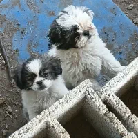 سگ نژاد شیتزو