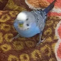 مرغ عشق نرمولد دستی