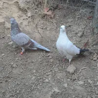کبوتر|پرنده|مریوان, |دیوار
