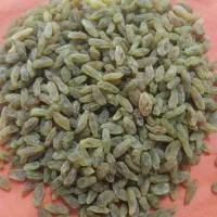 فروش مویز وانواع کشمش