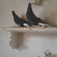 یک جفت سیاه دم سفید اصل