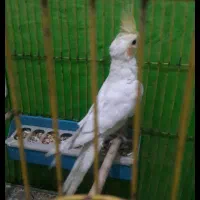 عروس لوتینو