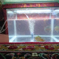 آکواریوم|ماهی|مشگین شهر, |دیوار