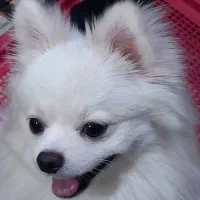 پامرین|سگ|پاکدشت, پاکدشت (مامازند)|دیوار