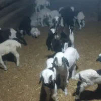 ۱۰عددمیش وبره|حیوانات مزرعه|بیلوار, |دیوار