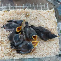 جوجه مینا تهرانی و افغانی|پرنده|رباط‌کریم, |دیوار
