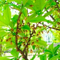 استخدام خانم مهندس کشاورزی(باغبانی، منابع طبیعی)
