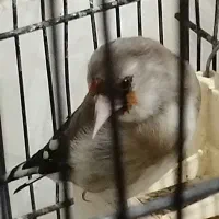 سهره|پرنده|ورامین, ورامین|دیوار