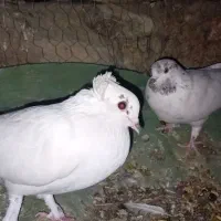 کبوتر برای فروش