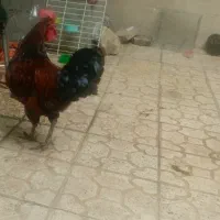 خروس کوردی