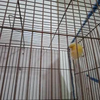 قناری گلاستر نر|پرنده|رشت, یخسازی|دیوار