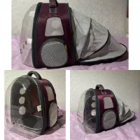 سگ پامرانین|سگ|تهران, توحید|دیوار