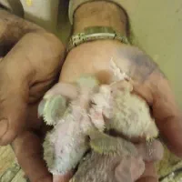 جوجه مرغ عشق انگلیسی