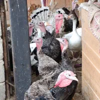 فروش بوقلمون