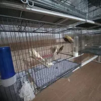 ماده قناری آماده جفت|پرنده|رفسنجان, |دیوار