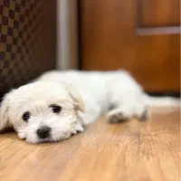 سگ شیتزو پامرین