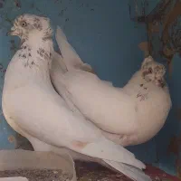 کبوتر نامبروان کاشان